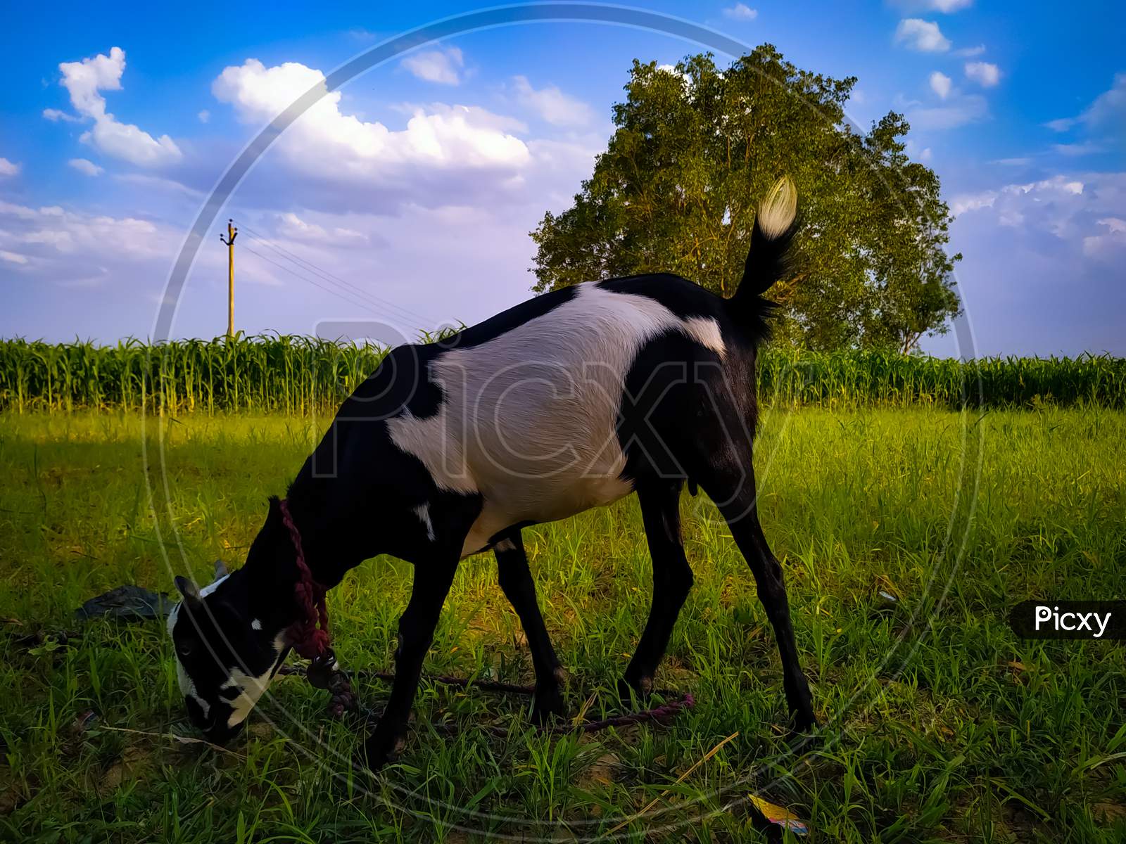 Closeup Shot Of A Goat Grazing In The Meadow