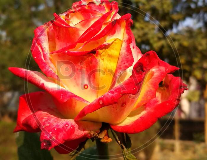 Image of Symbol of love, Rose, Flower-TK262141-Picxy