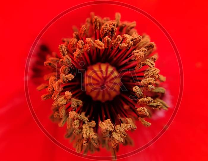 Macro shot of stamen of common poppy (papaver rhoeas) flower, Inside view of red color poppy flower