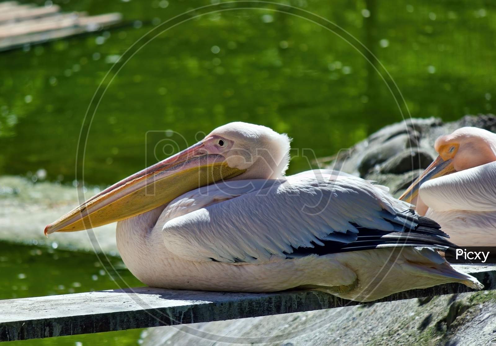 Great White Pelican (Pelecanus Onocrotalus) Sitting By A Pond In Sunlight During Daytime.