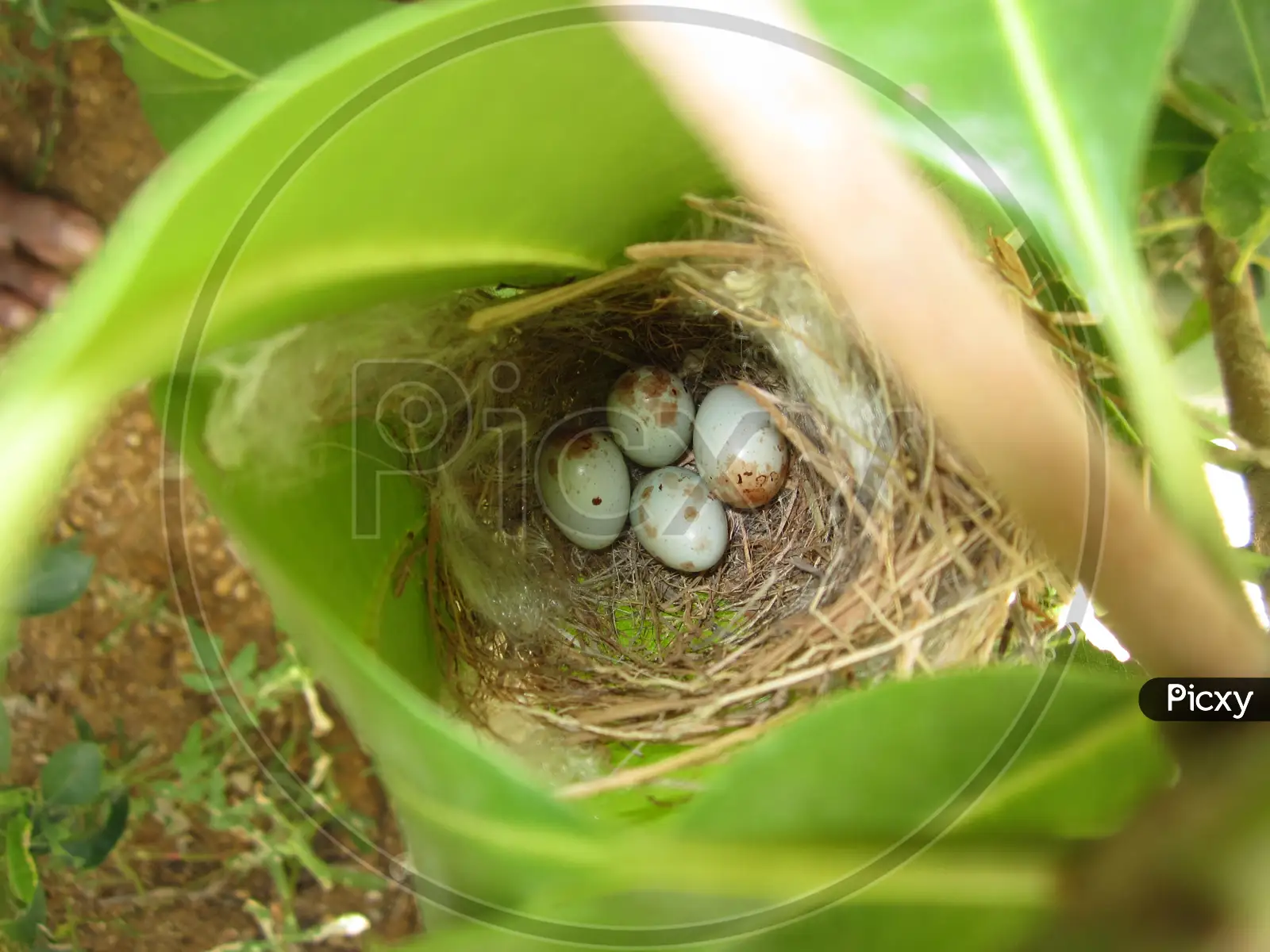 Image of The Sunbird nest and eggs (Leptocoma zeylonica)-UW222739