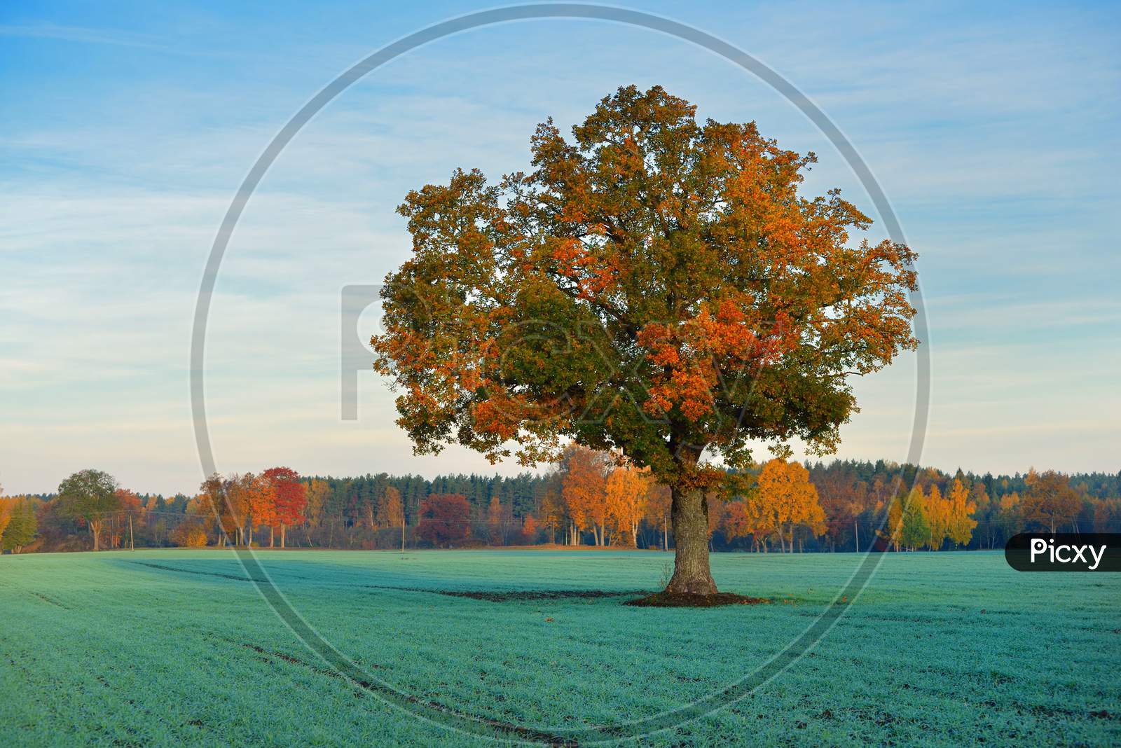 Colorful Lonely Tree In The Field In Autumn