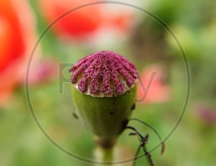 Macro of common poppy pod, Closeup shot of papaver rhoeas seed pod