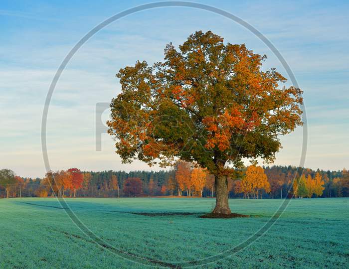 Colorful Lonely Tree In The Field In Autumn