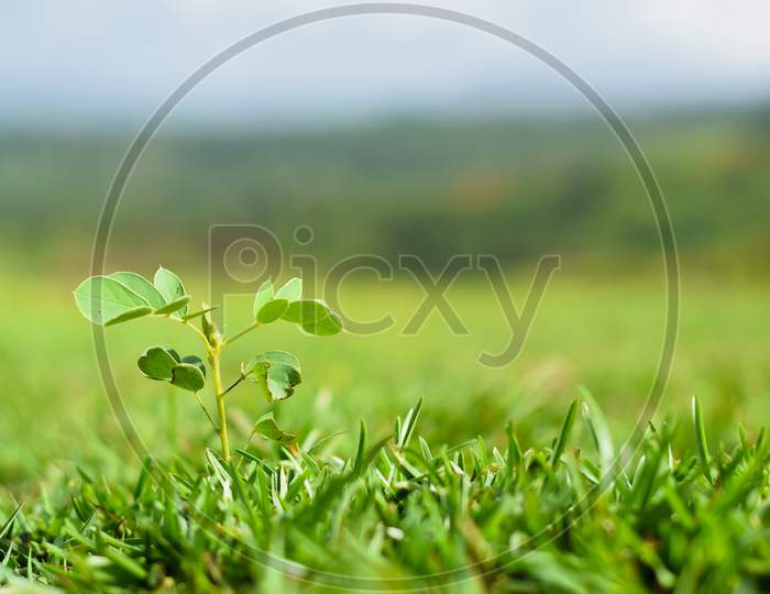 Verdant Land Covered With Grass And One Plant Growing In Grass Known As Sickel Senna During Rainy Season Which Is Nutritious In Diet. Used Selective Focus.