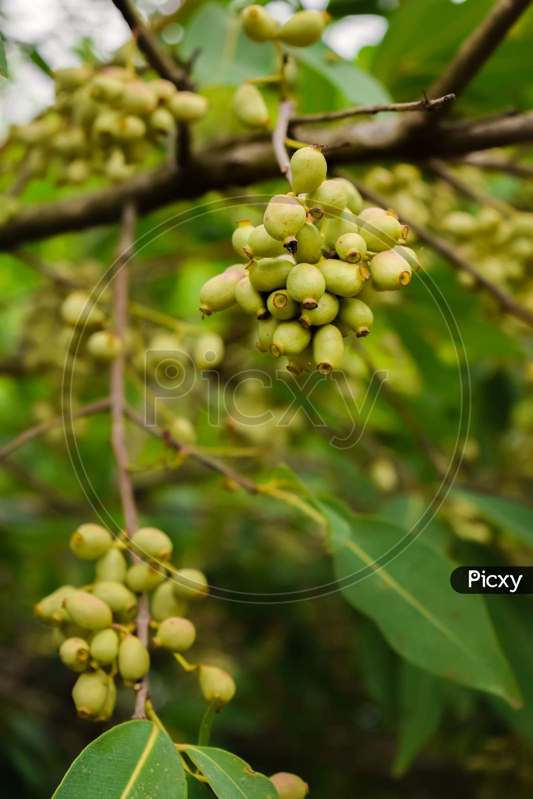 jamun fruta