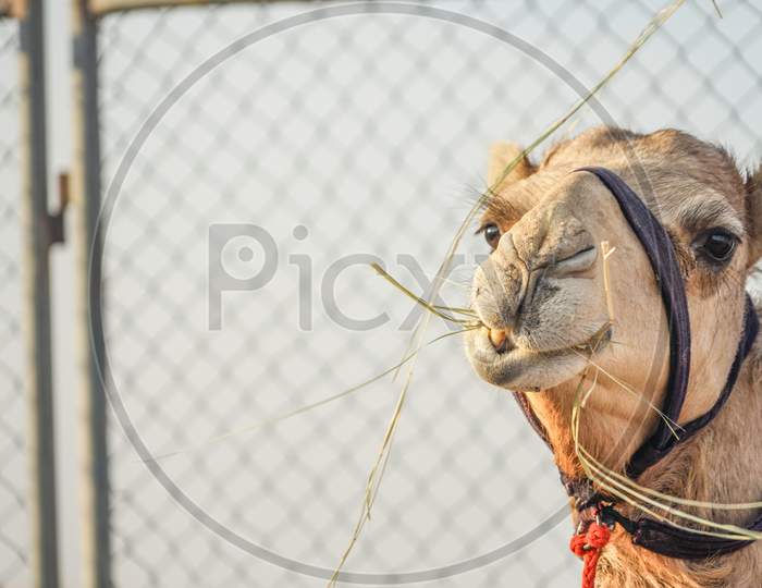 Of The Arabian Desert Camel (United Arab Emirates)