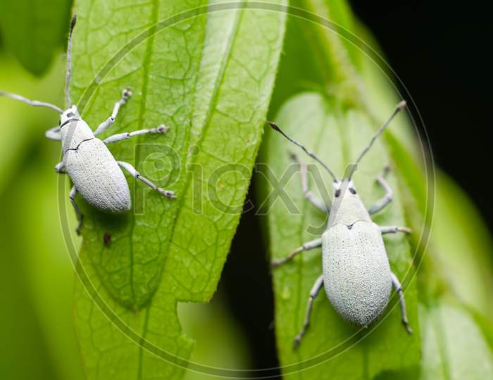 Two White Pine Weevils On The Plant Leaves. Used Selective Focus.