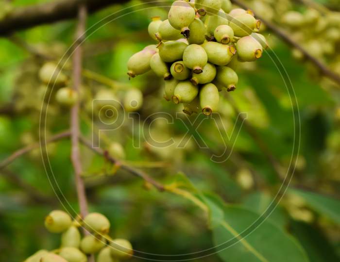 Unriped Green Jamun Berries Also Known As Black Plum On The Tree During Summer Season In India. This Fruit Have Many Health Benefits. This Is A Evergreen Tropical Tree. Used Selective Focus.