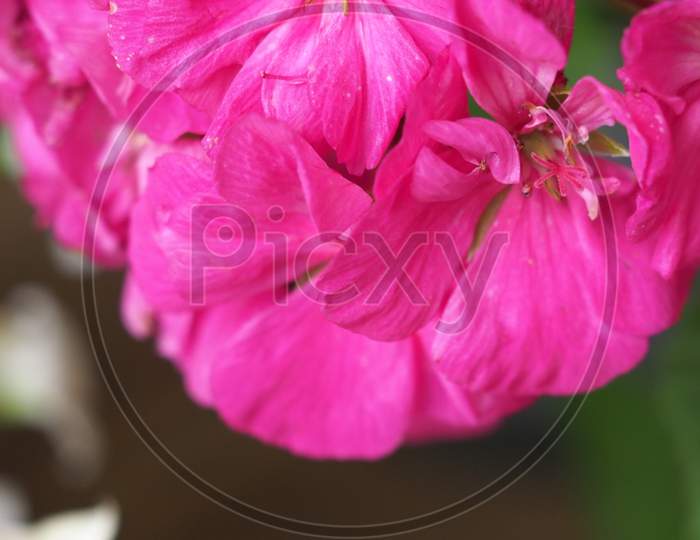 Geranium (Geraniales) Plant Pink Flower