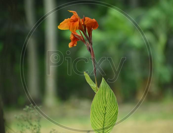 Red And Yellow Colored Tulip Flower Isolated On Natural Background. Calathea White Star Leaf, Also Called Calathea Majestica.