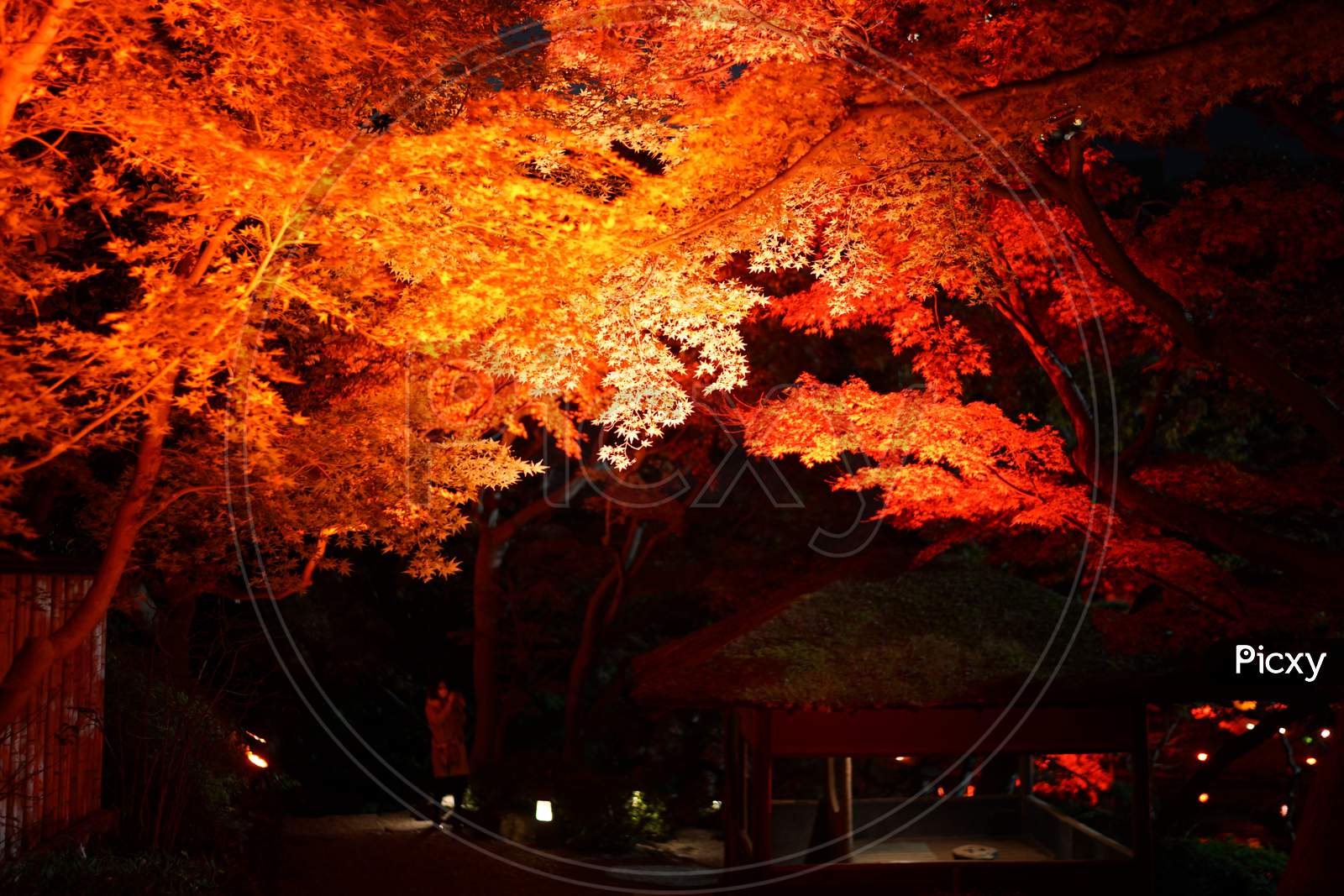 秋の写真 Image of Autumn Colors Light Up The Japanese Garden-ZX670265-Picxy
