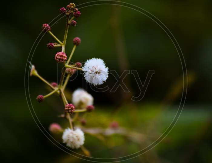 White Colored Mimosa Tree Flowers With Buds. Used Selective Focus.