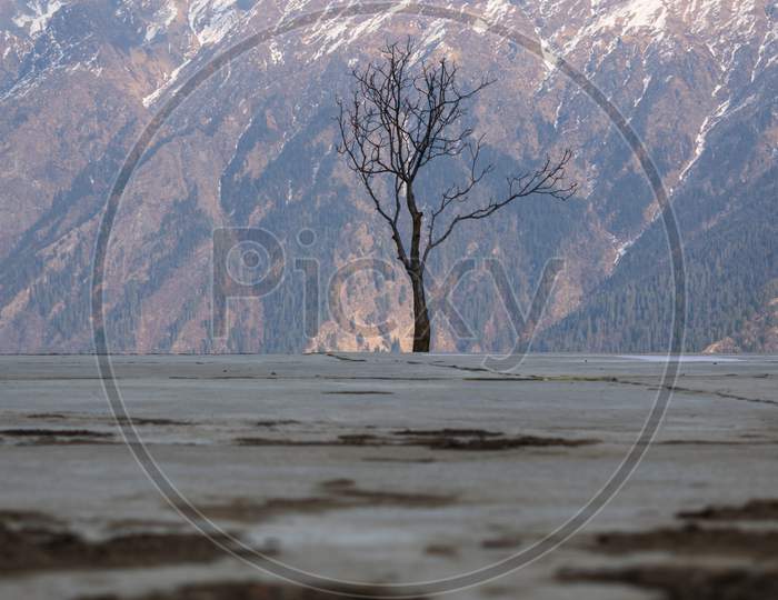 Tree With No Leafs In An Open Field In Front Of A Huge Himalayan Mountain
