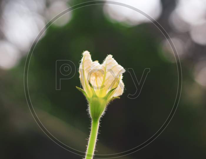 Calabash, also known as bottle gourd, white-flowered gourd, long melon, New Guinea bean and Tasmania bean, is a vine grown for its fruit. Female flower of calabash  with green bokeh background.