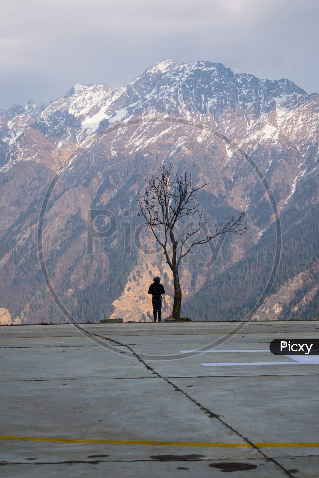 Person Standing Alongside Of A Tree With No Leafs In An Open Field In Front Of A Huge Himalayan Mountain