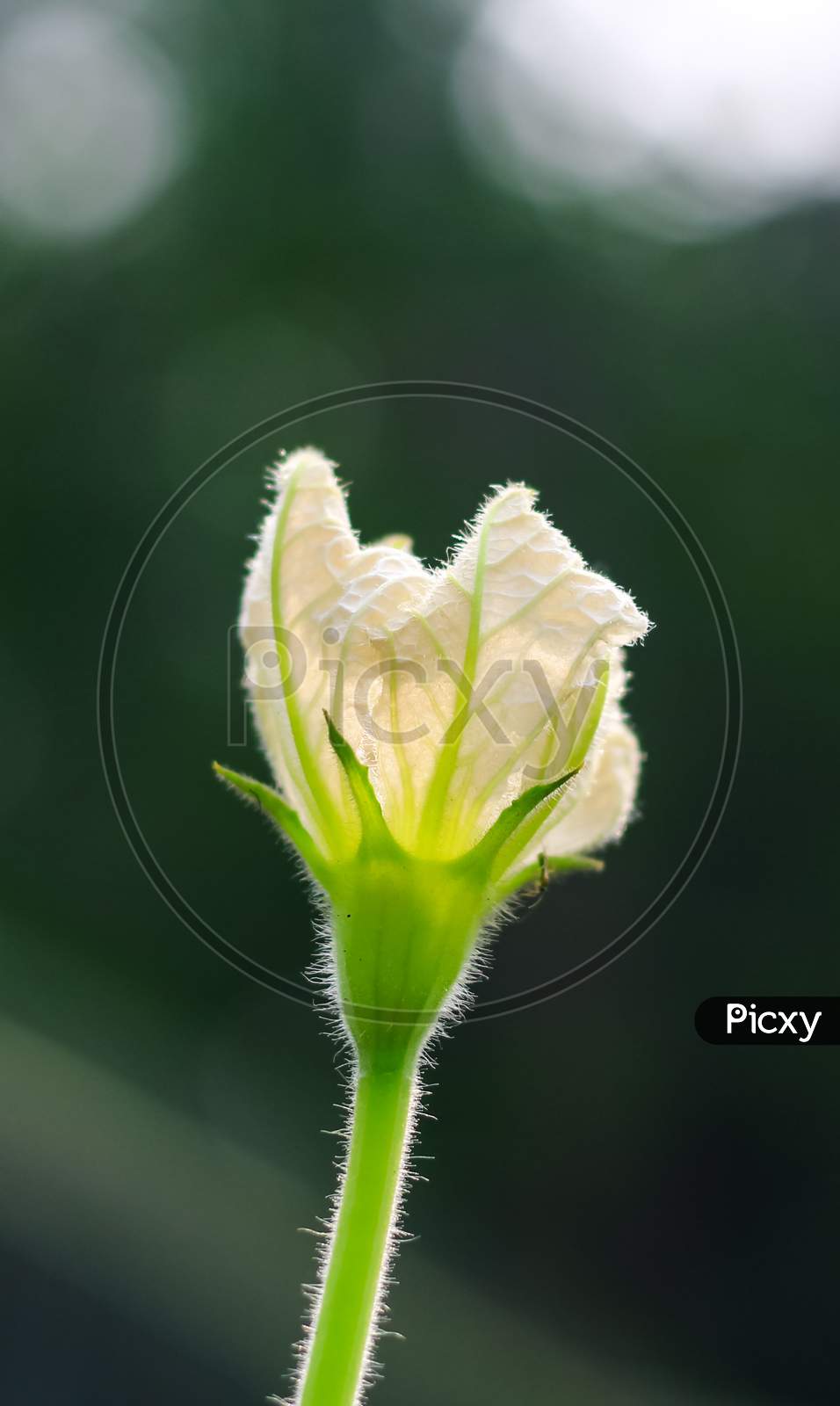 Calabash, also known as bottle gourd, white-flowered gourd, long melon, New Guinea bean and Tasmania bean, is a vine grown for its fruit. Female flower of calabash  with green bokeh background.
