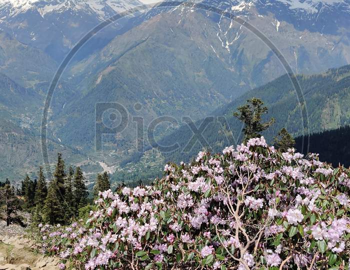 Rhododendrons in Himachal Pradesh