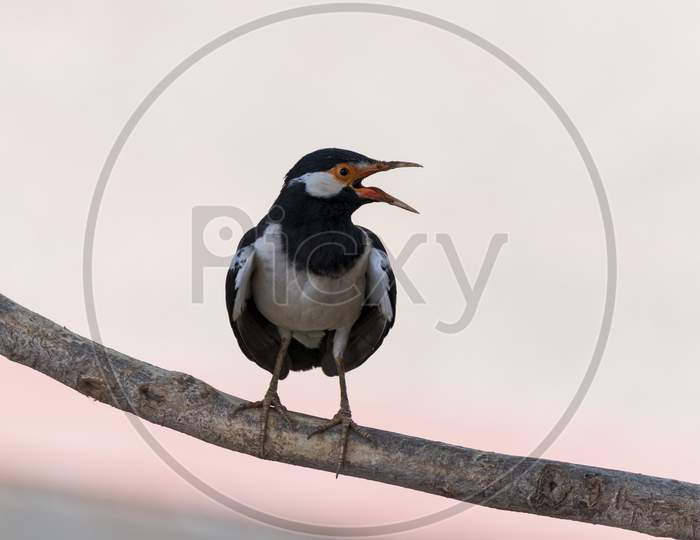Asian Pied Starling (Gracupica Contra) Perched On Tree Branch. Jaipur, Rajasthan, India.