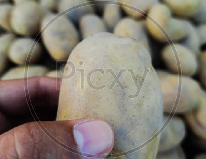 Human Hand Holding Tuber Of Potato In Market For Sale