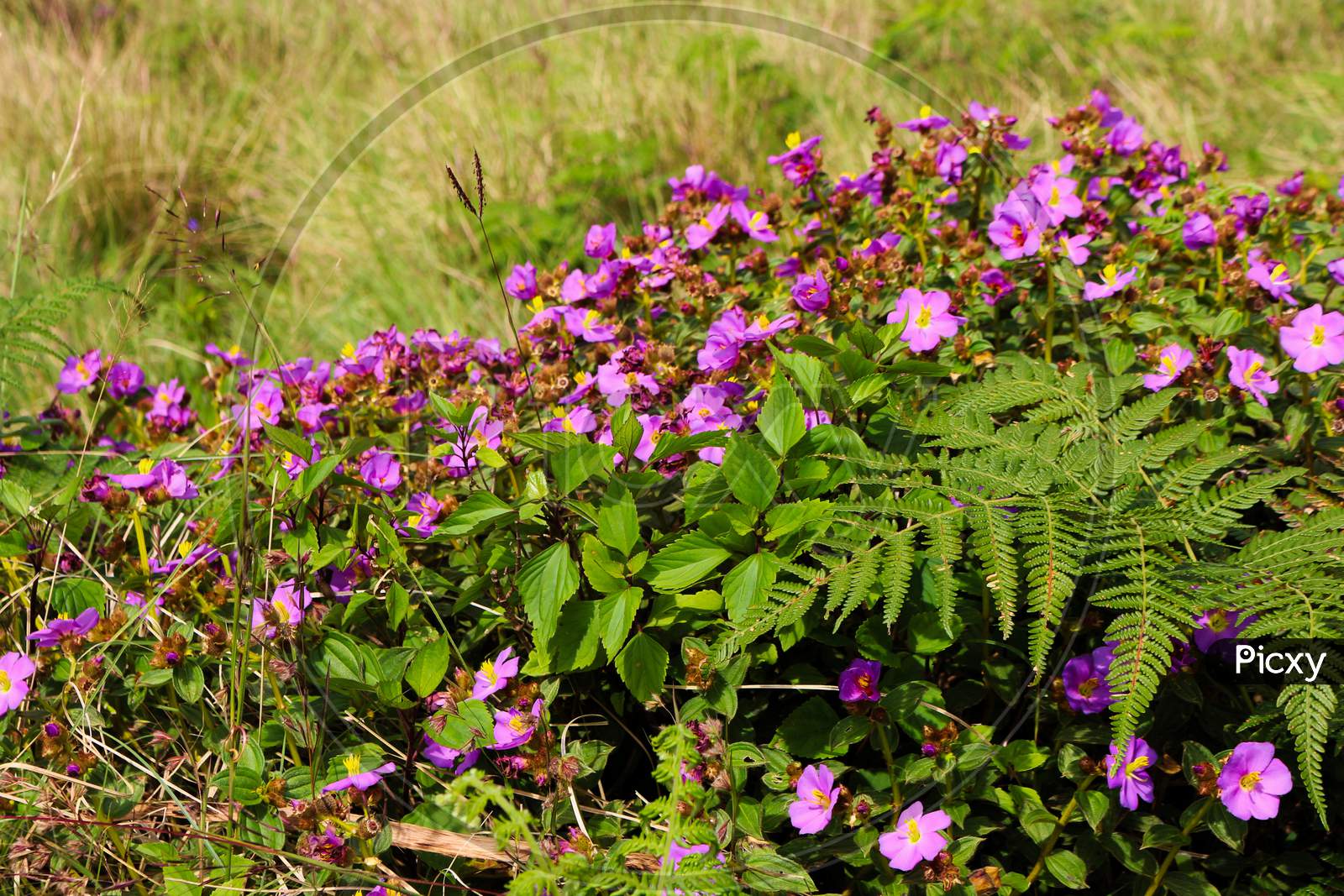 Neelakurinji @ munnar | Tony Sebastian | Flickr