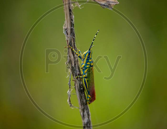 A beautiful and unique Grasshopper.