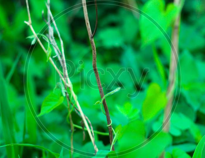 Concept Nature View Of Green Leaf On Blurred Greenery Background In Garden And Sunlight With Copy Space Using As Background Natural Green Plants Landscape, Ecology, Fresh Wallpaper.