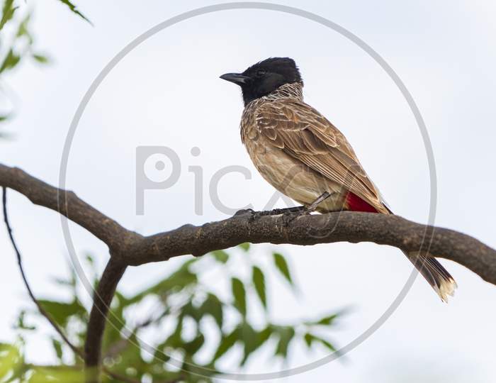 Red-Vented Bulbul (Pycnonotus Cafer) Perching On Tree Branch.