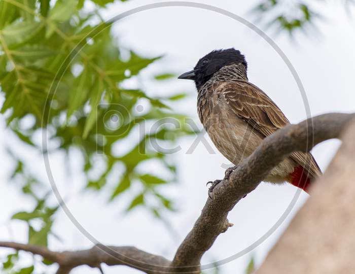 Red-Vented Bulbul (Pycnonotus Cafer) Perching On Tree Branch.