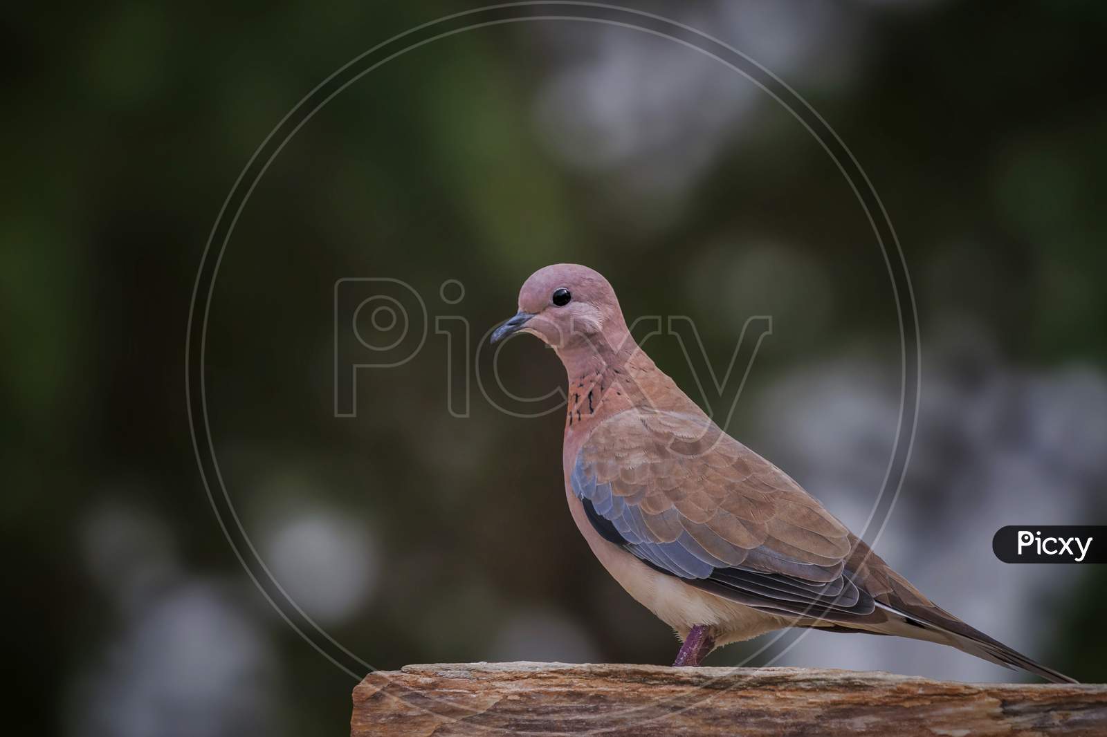 Laughing Dove (Stretopelia Senegalensis) Perched On Stone Piece.