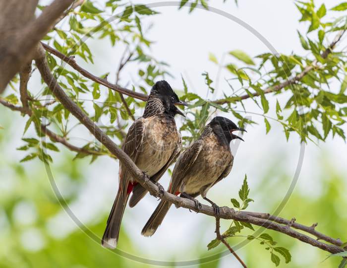 The Red-Vented Bulbul (Pycnonotus Cafer) Male And Female Perched On Tree Branch. Red Vented Bulbul Member Of The Bulbul Family Of Passerines.