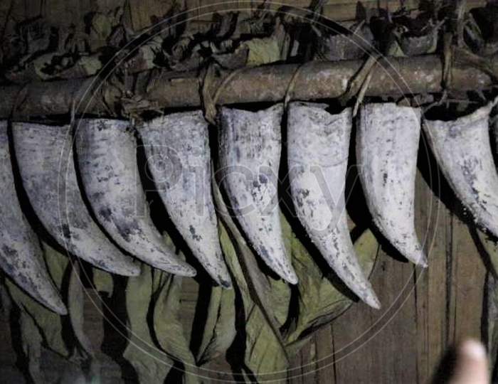 Arunachal Pradesh Traditional ritual hang of Mithun Horn