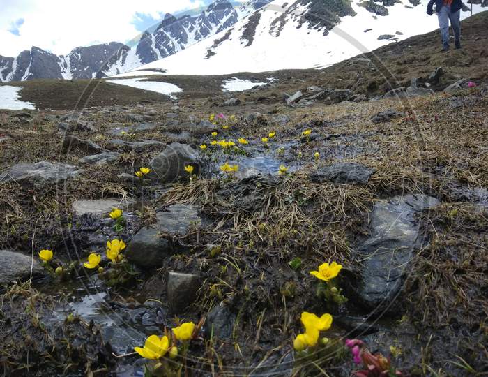 Landscape in Himachal  Pradesh