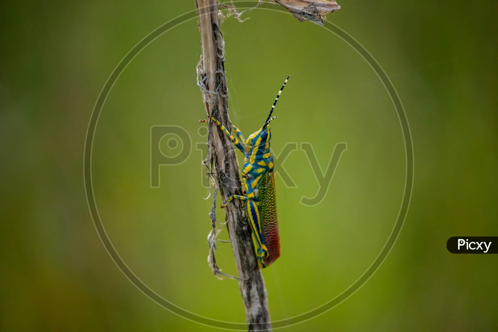 A beautiful and unique Grasshopper.