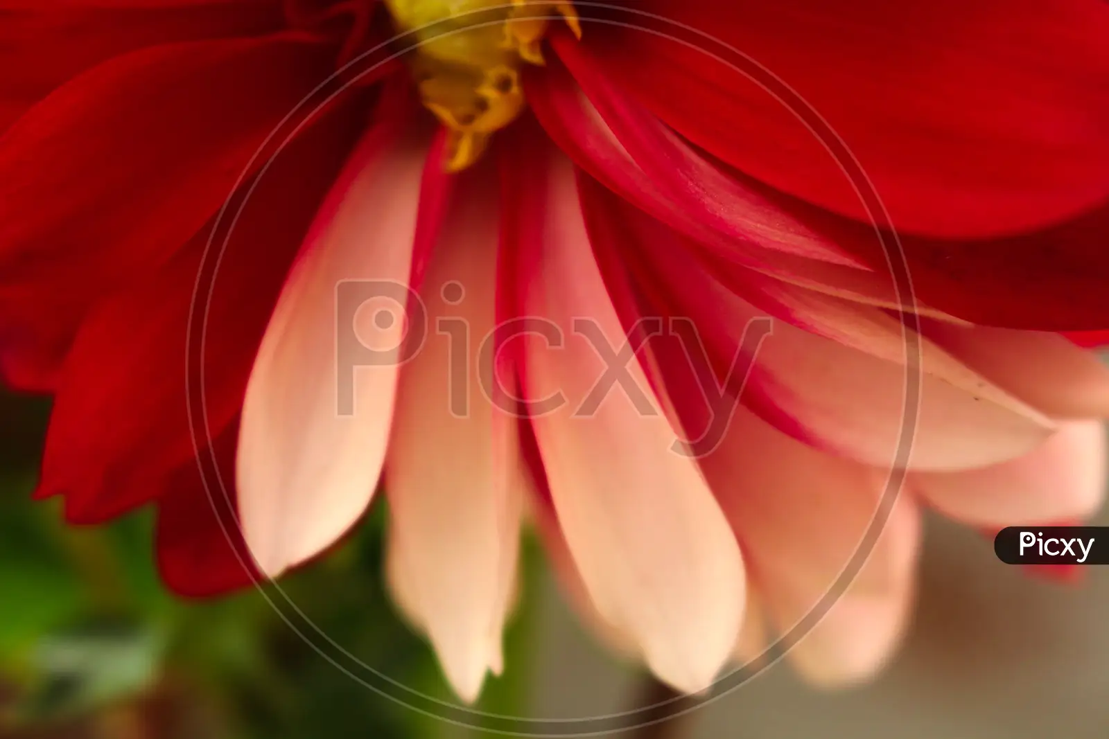 Image of Dahlia Flower-RE523923-Picxy
