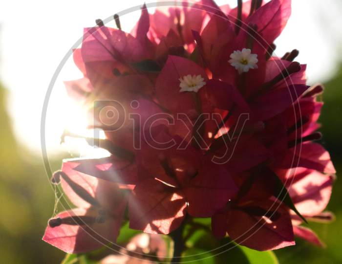 Bougainvillea Flowers With Green Leaves And Sun Rays