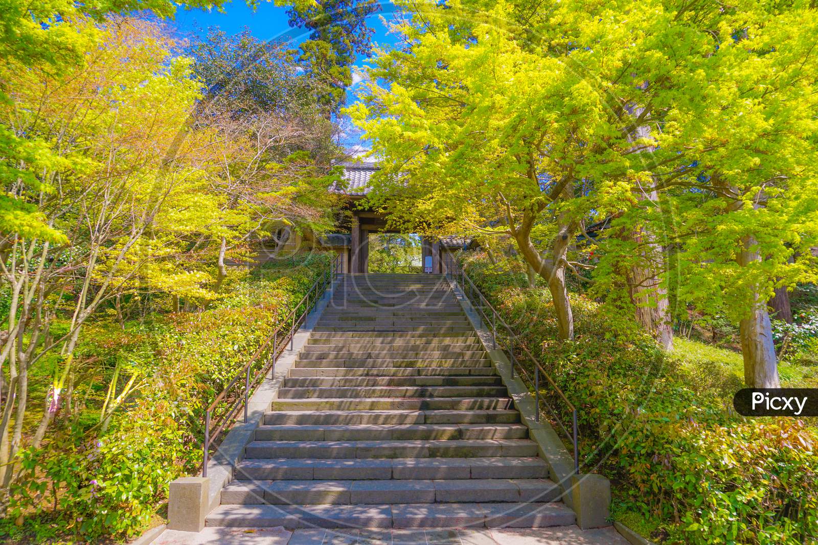 The Fresh Green Of Kamakura-Enkakuji