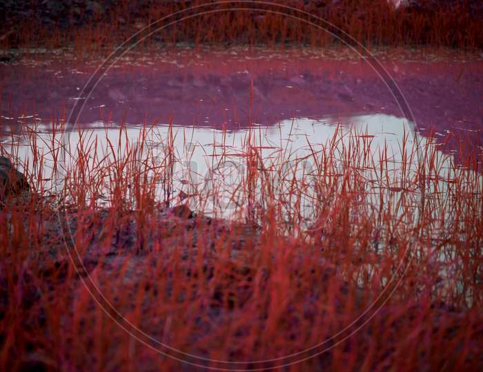 Pink Grass Image Around Water Field At Raining Season In The Forest Side
