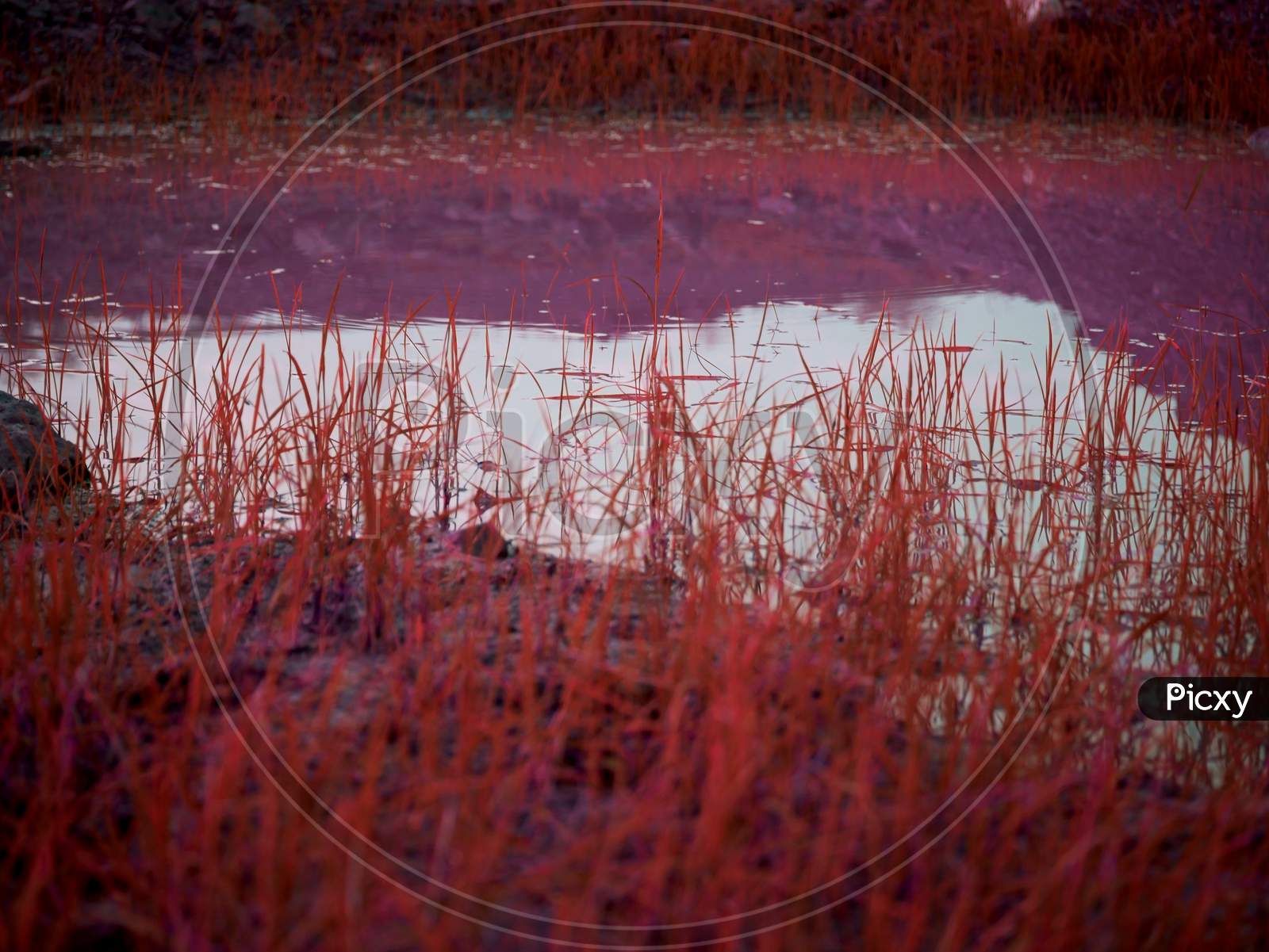 Pink Grass Image Around Water Field At Raining Season In The Forest Side