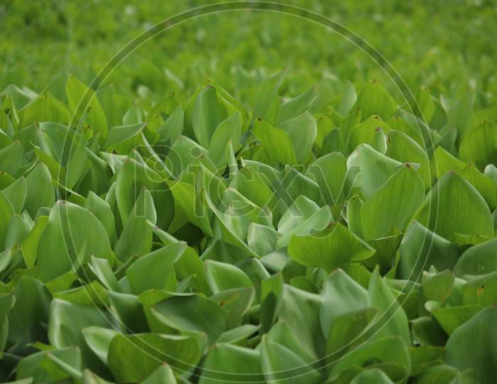 Eichhornia Crassipes Is Commonly Known As Water Hyacinth And It Is An Aquatic Plant