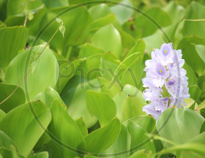 Eichhornia Crassipes (Common Water Hyacinth). Bangladesh
