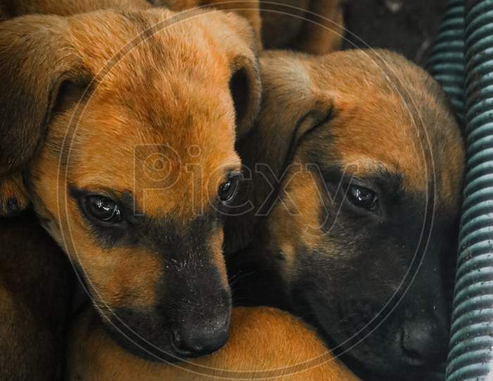brown doberman pinscher puppies