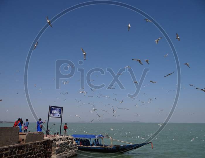 birds photo in chilka lake in odisha