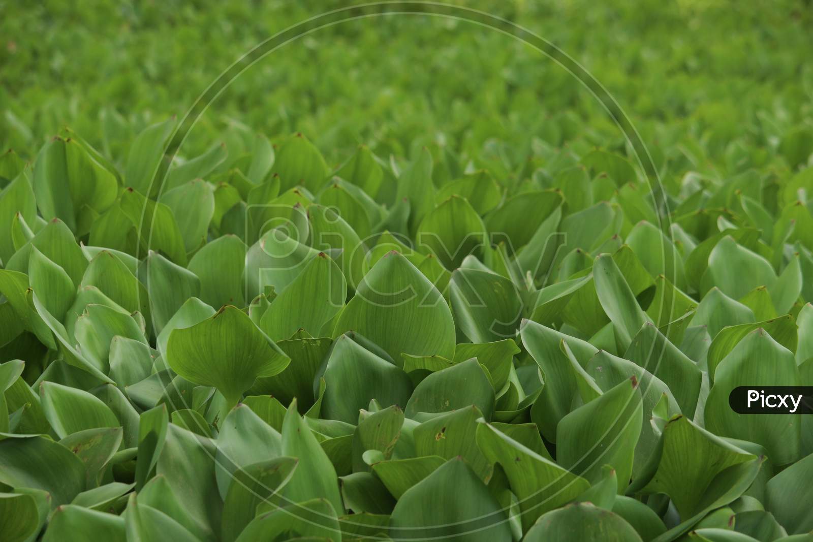 Eichhornia Crassipes Is Commonly Known As Water Hyacinth And It Is An Aquatic Plant