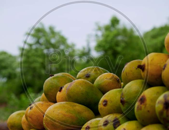 Fresh Sweet Organic Variety Of Mango Presented On Blur Green Nature Tree Background
