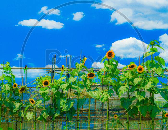 Sunflower And Blue Sky (Matsudo Shear Off)