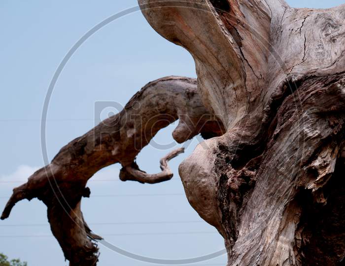 Dead Dry Wood Tree Structure Without Leaves Presented On Forest Background.