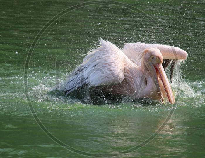 Pelican flapping its wings and splashing water around it