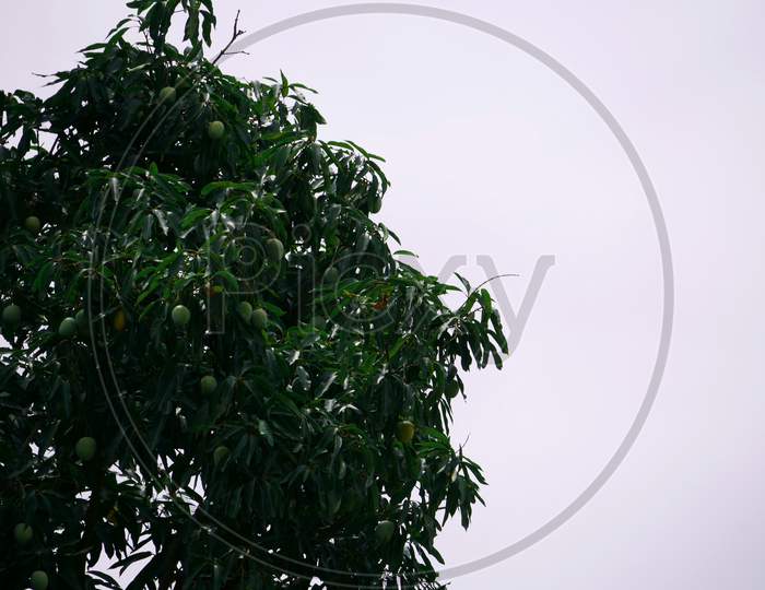 Beautiful Mango Green Tree With Raw Fruit Presentation On Sky Background.