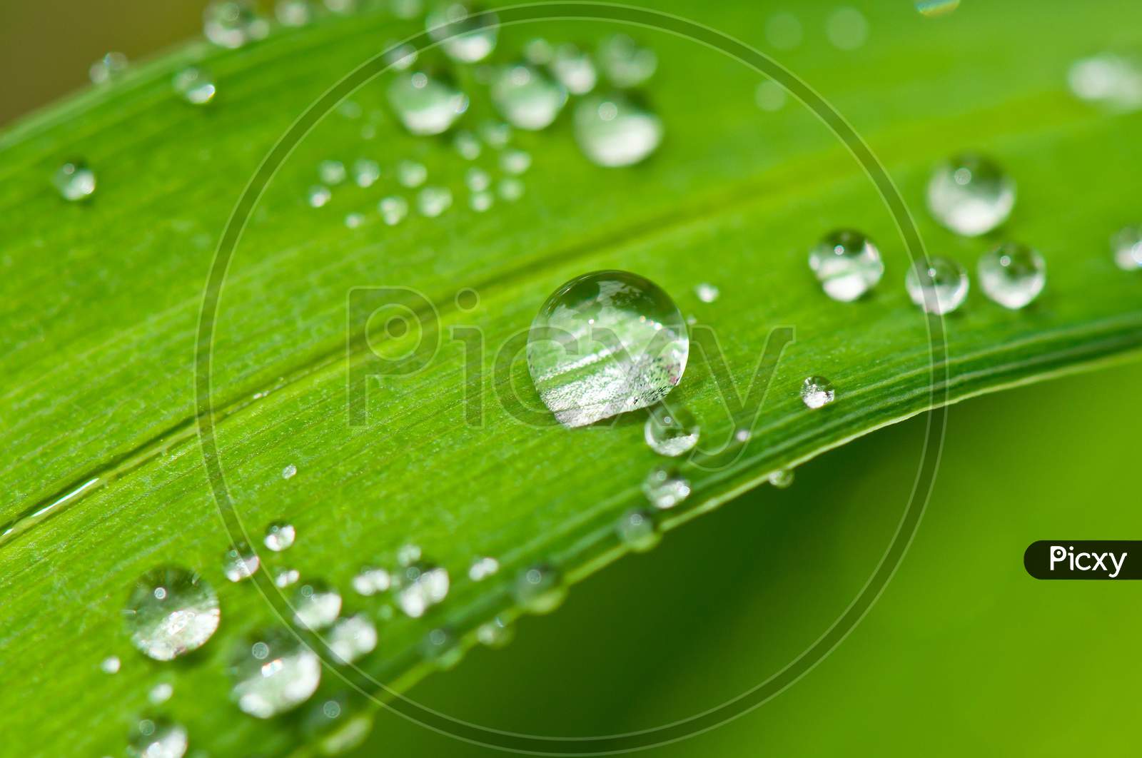 leaves and leaf with drops of  water.